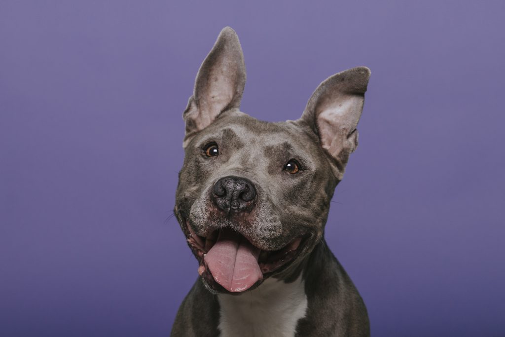 Fotografia de perros en Rubí